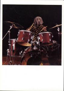 Drumset Dog - Playing the Drums