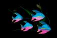 Painted Angel Fish Wall Hanging