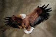 Freedom's Pride American Eagle Wall Sculpture