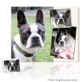 Personalized Pet Photos Canvas Collage