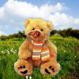 Butterfly Kisses Bear