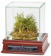 Authentic Yankee Stadium "Freeze-Dried Grass" Sod