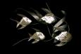 Chrome Angel Fish Wall Hanging