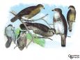 Birds of Prey Zoology Canvas Print