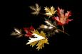 Tri-Color Maple Leaf Branch Wall Hanging